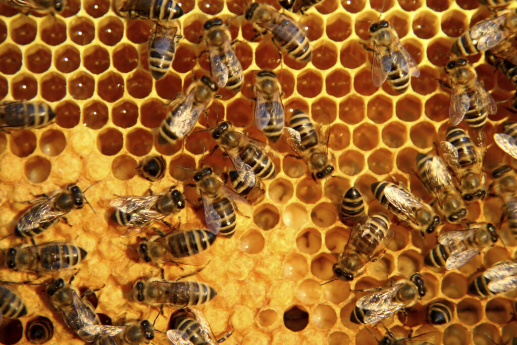 Bee Venom Extract Market