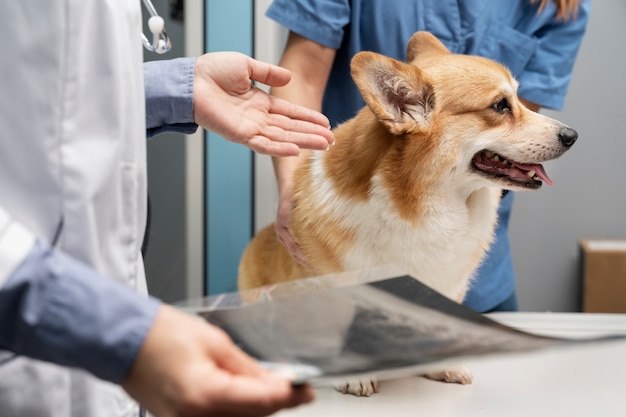 Canine Arthritis Treatment Industry