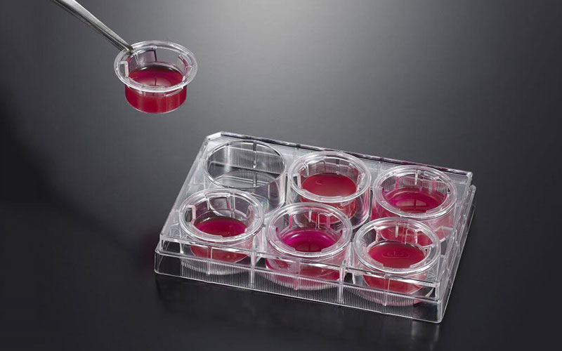 Cell Culture Market