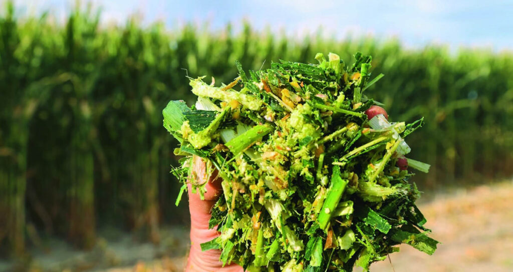 Corn Silage Market 