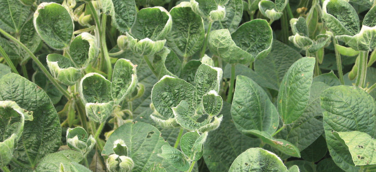 Dicamba Market