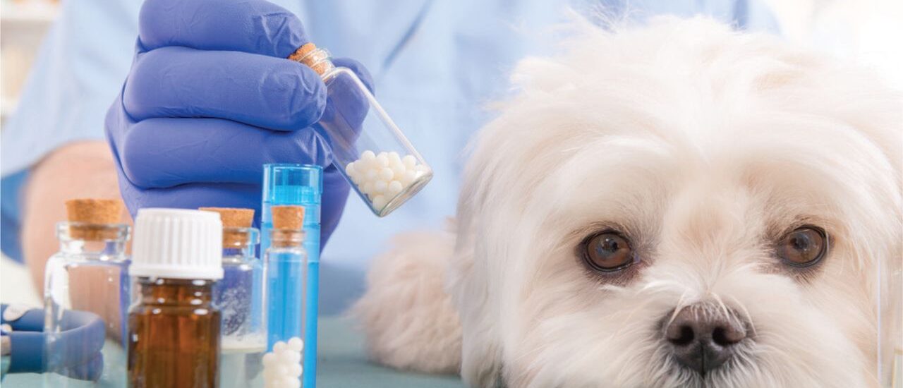 Global Animal Healthcare Industry