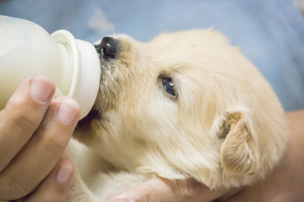 Pet Milk Replacers 