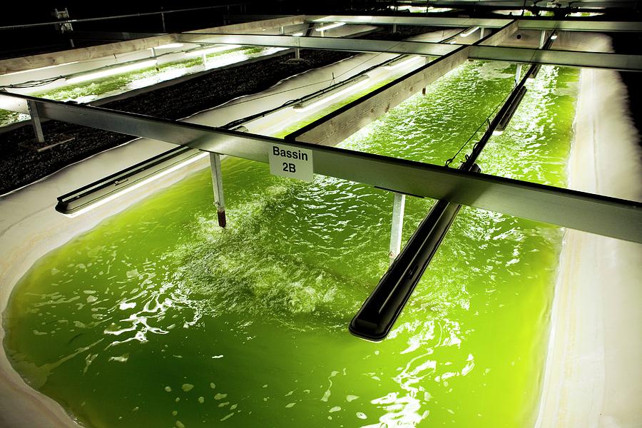 freshwater microalgae market