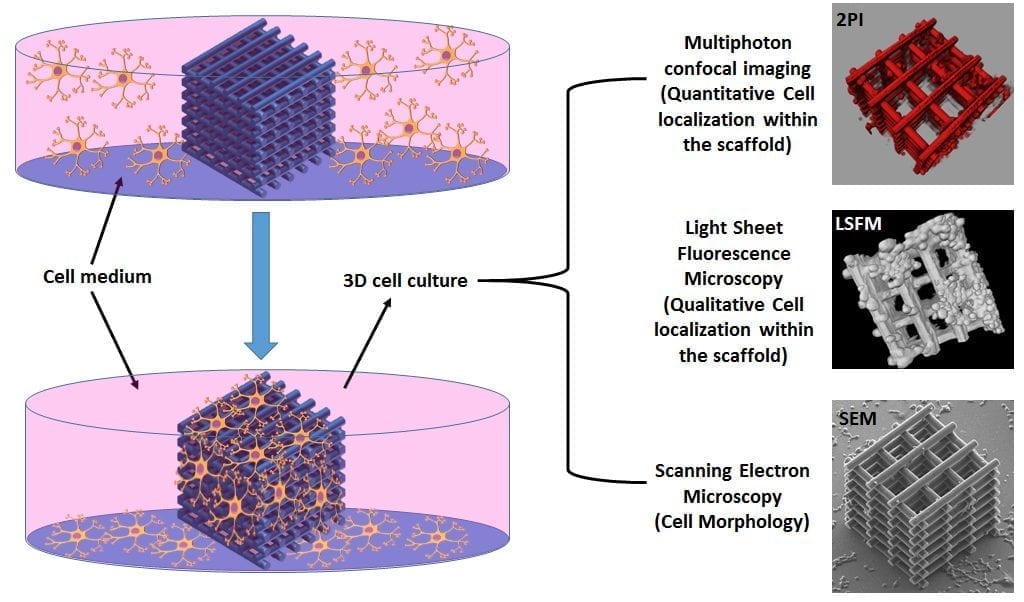 3D Cell Culture Market