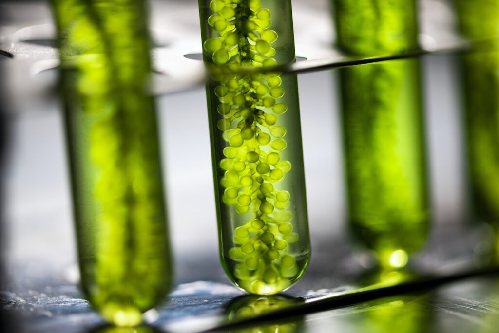 Algae oil market