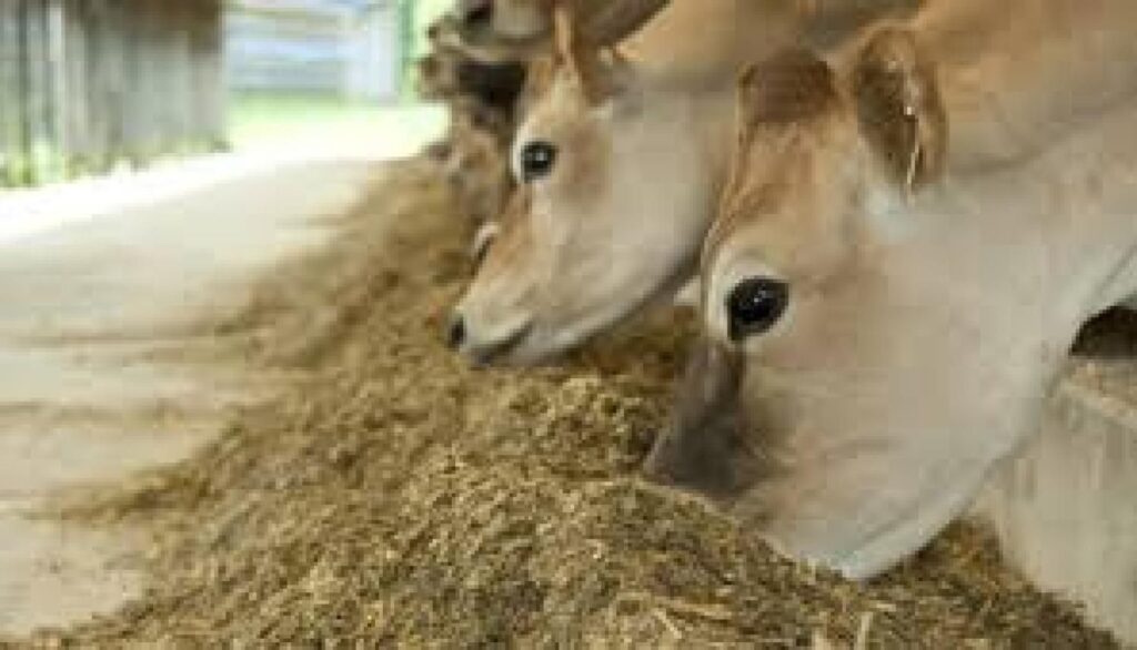 Animal Feed Industry 