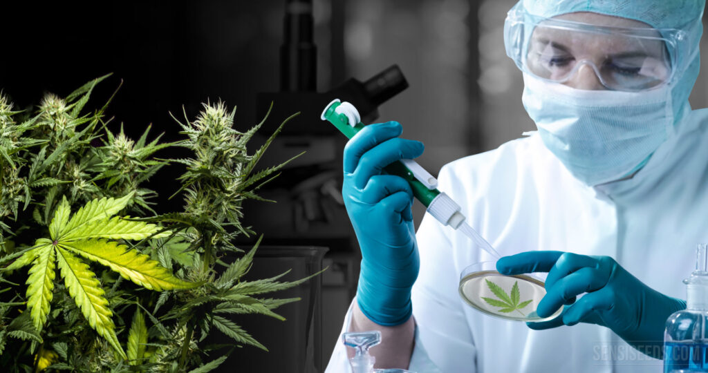 Automated Cannabis Testing Market