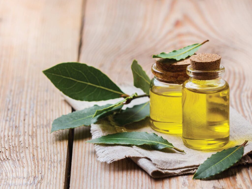 Bay leaf oil