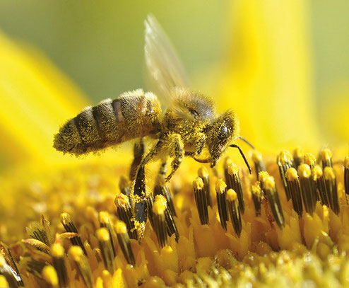 Bee Venom Extract Market 