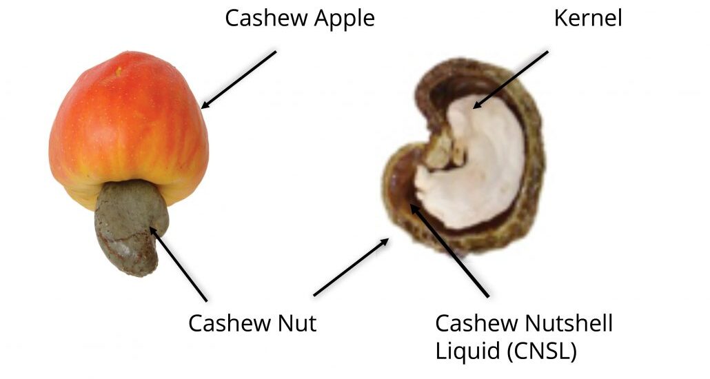 Cashew Nutshell Liquid Market