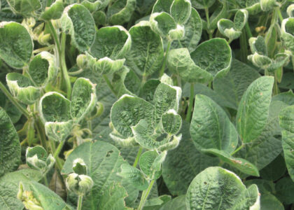 Dicamba Market