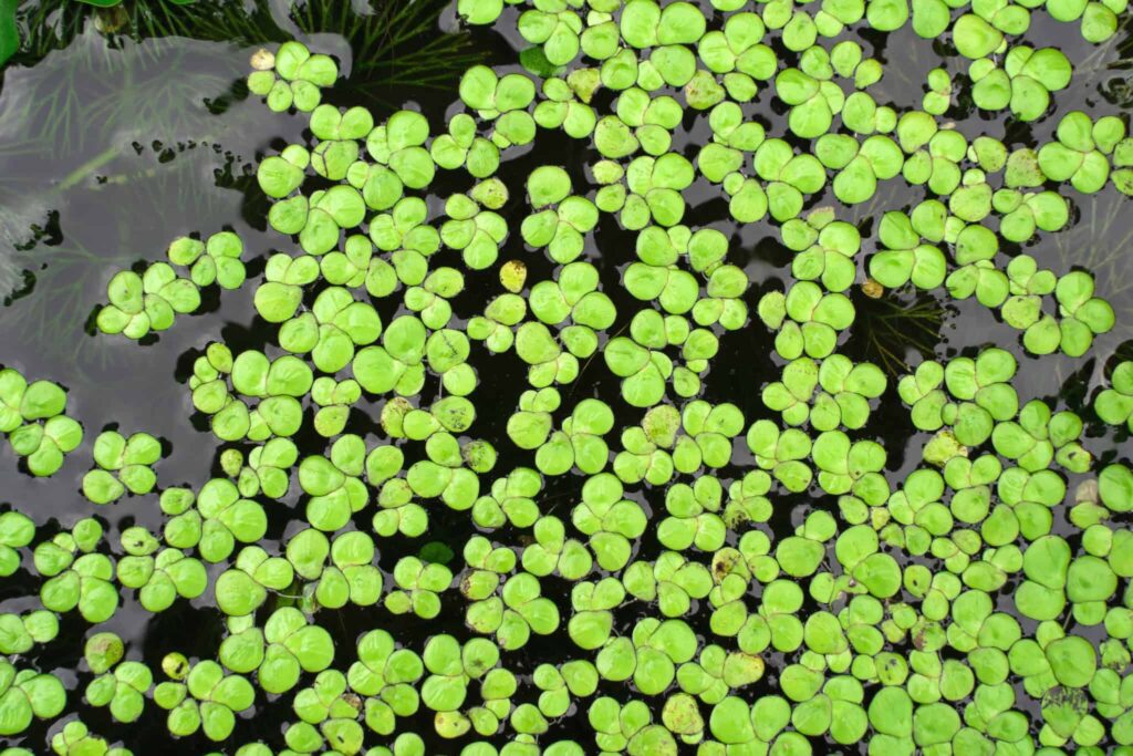  duckweed market