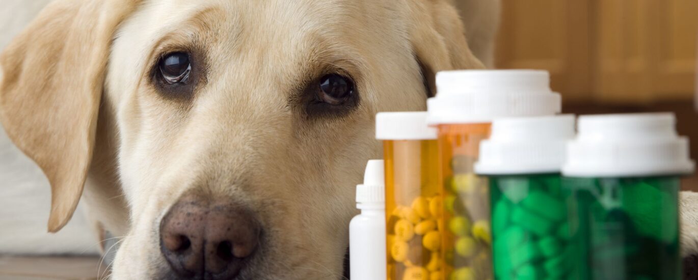 Global Companion Animal Drugs Industry