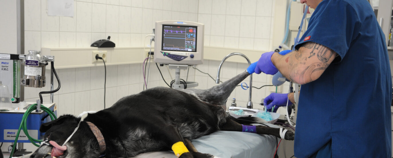 Global Veterinary Electrosurgery Industry