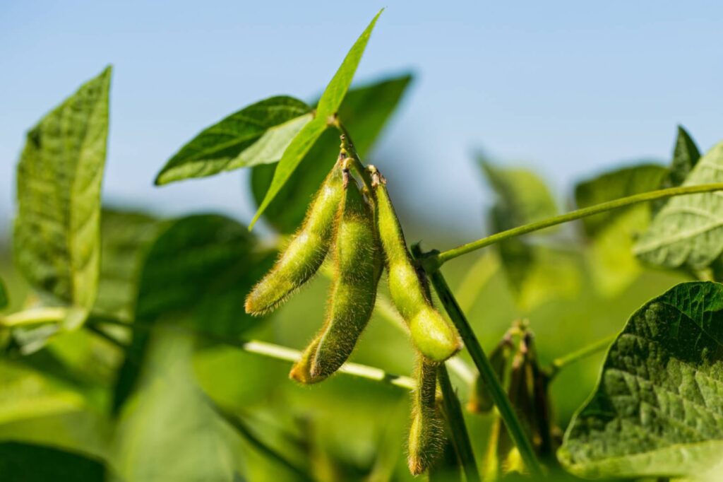 Glycine Soja (Soybean) Seed Extract Industry