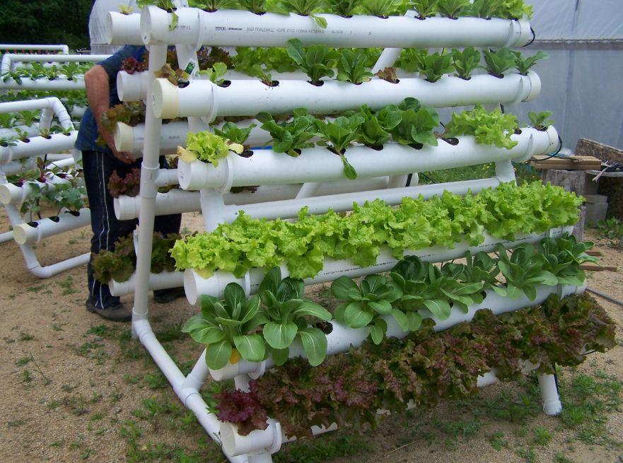 Hydroponics Market 