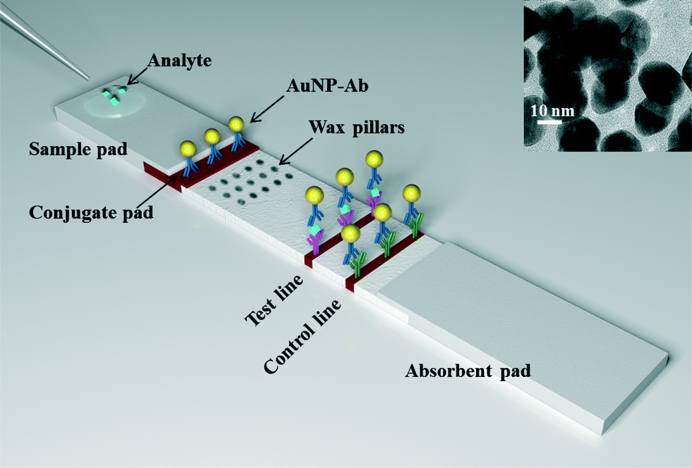 Lateral Flow Assays Market