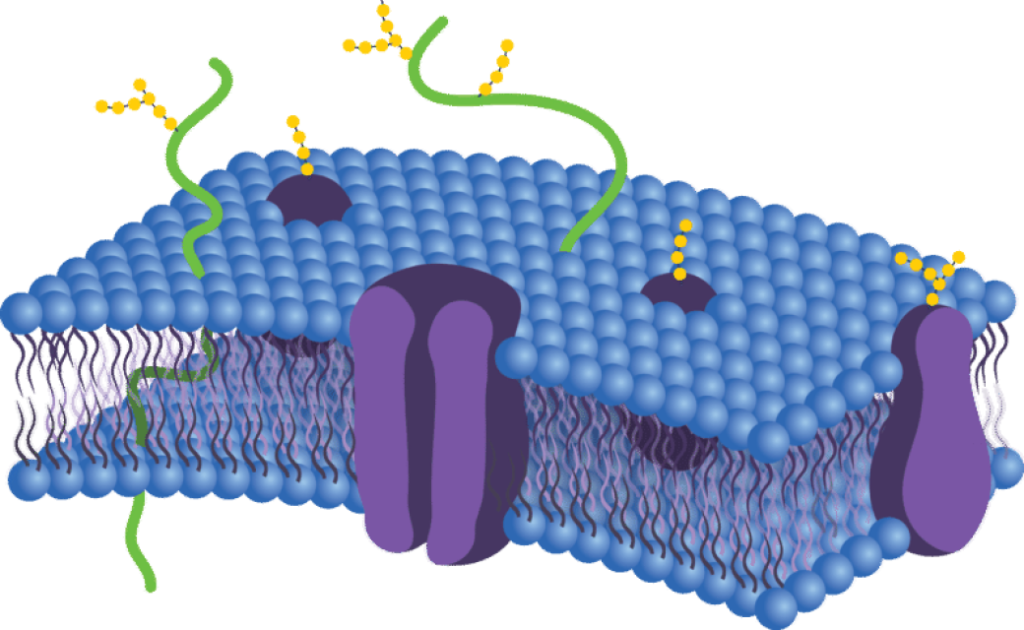 Medical Membrane Market