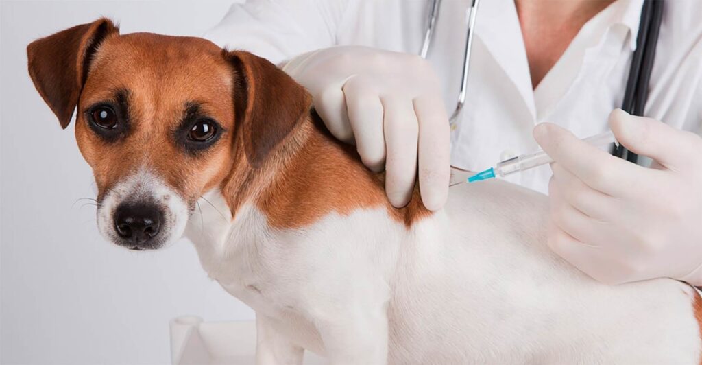 Middle East Veterinary Vaccine Market