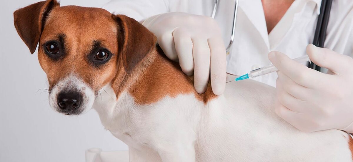 Middle East Veterinary Vaccine Market