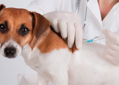 Middle East Veterinary Vaccine Market