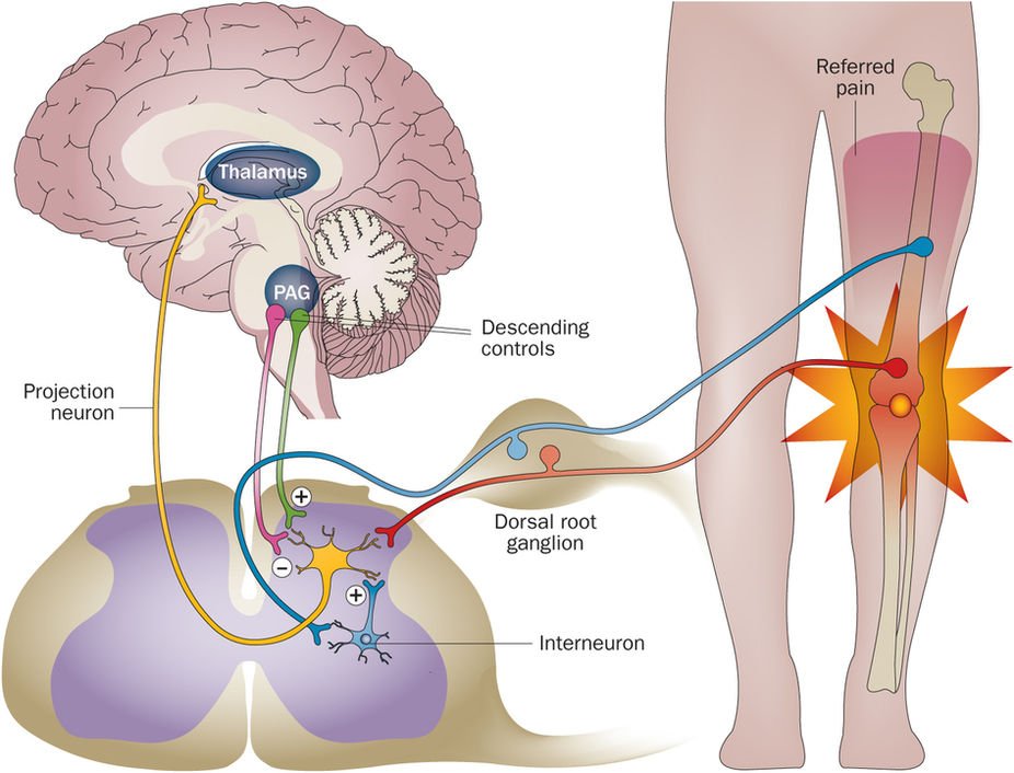 Opioid Analgesics Market