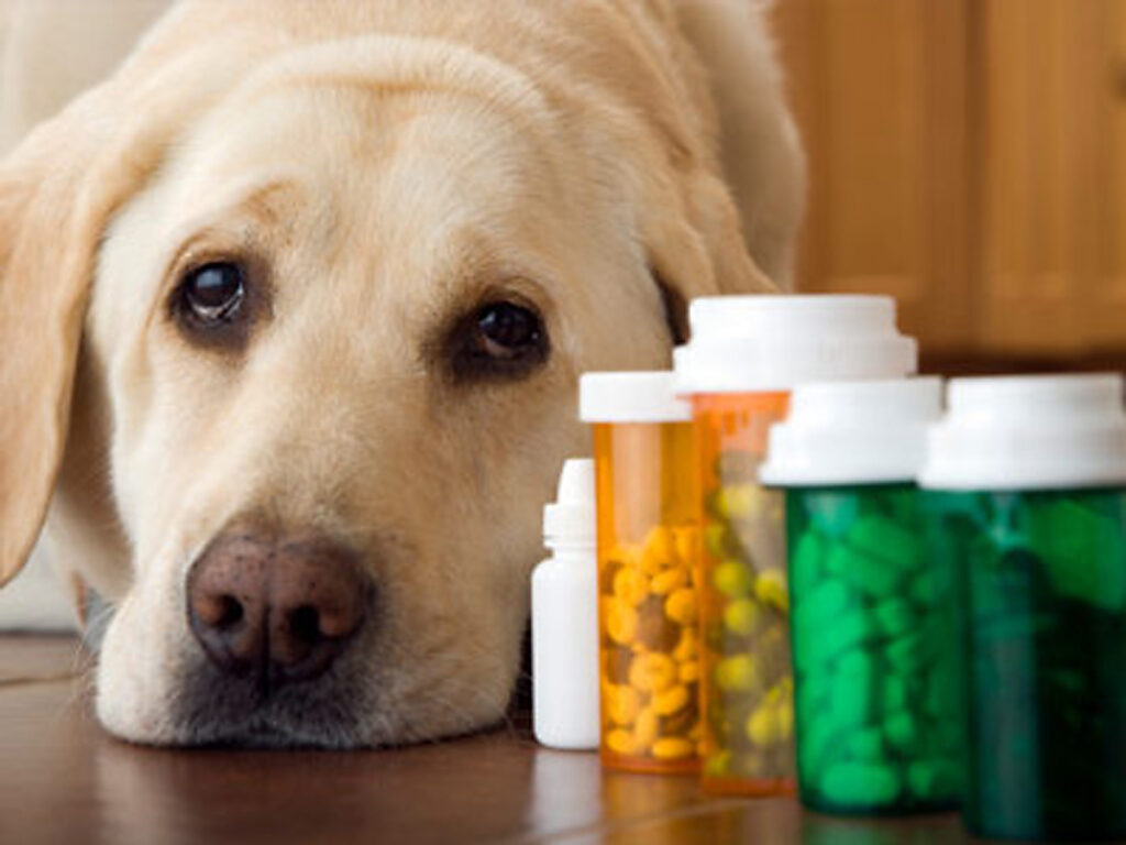 Pet Food Supplements Market