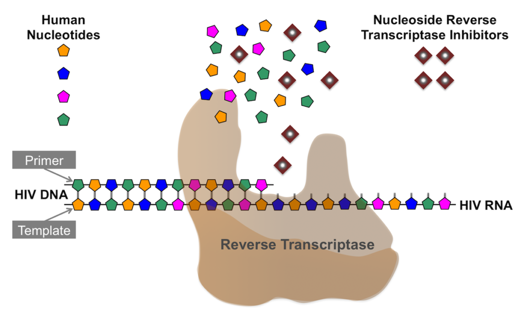 Reverse Transcriptase Enzymes Market