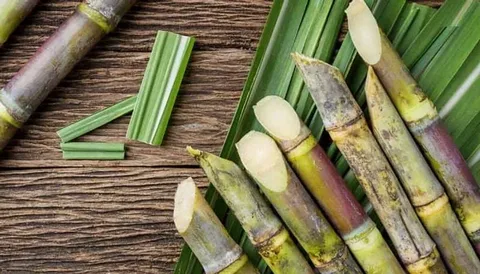 Sugarcane Packaging Market