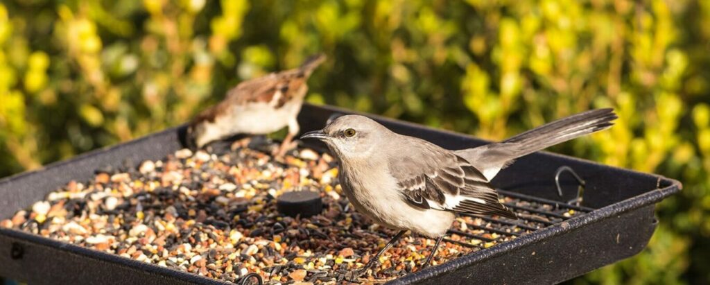 Bird Food Market