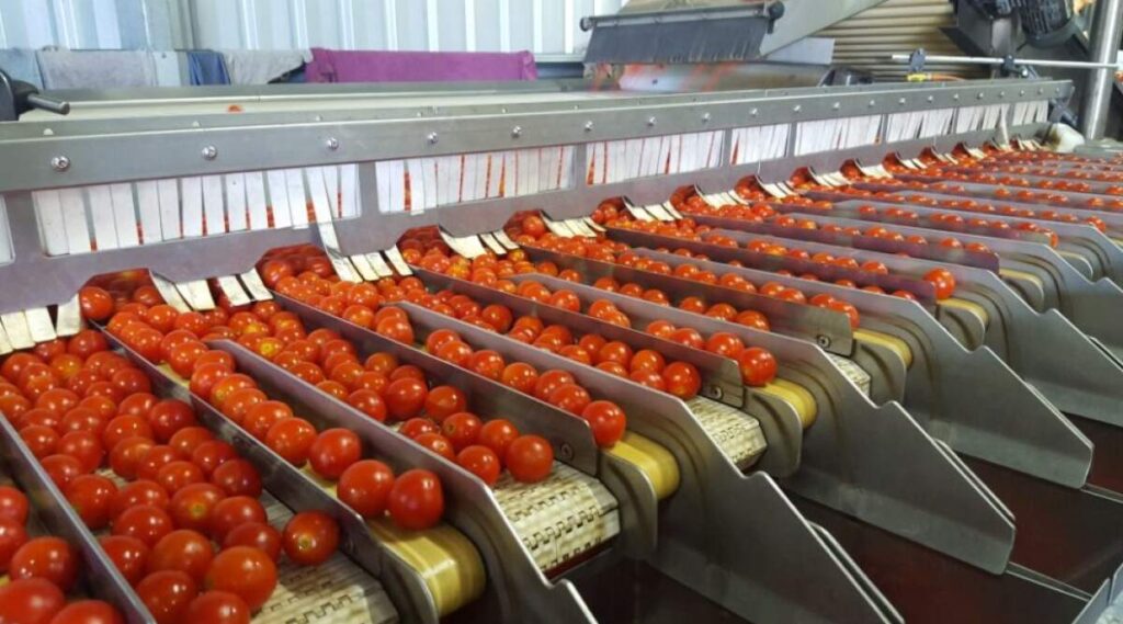 Vegetable Sorting Machine Market 