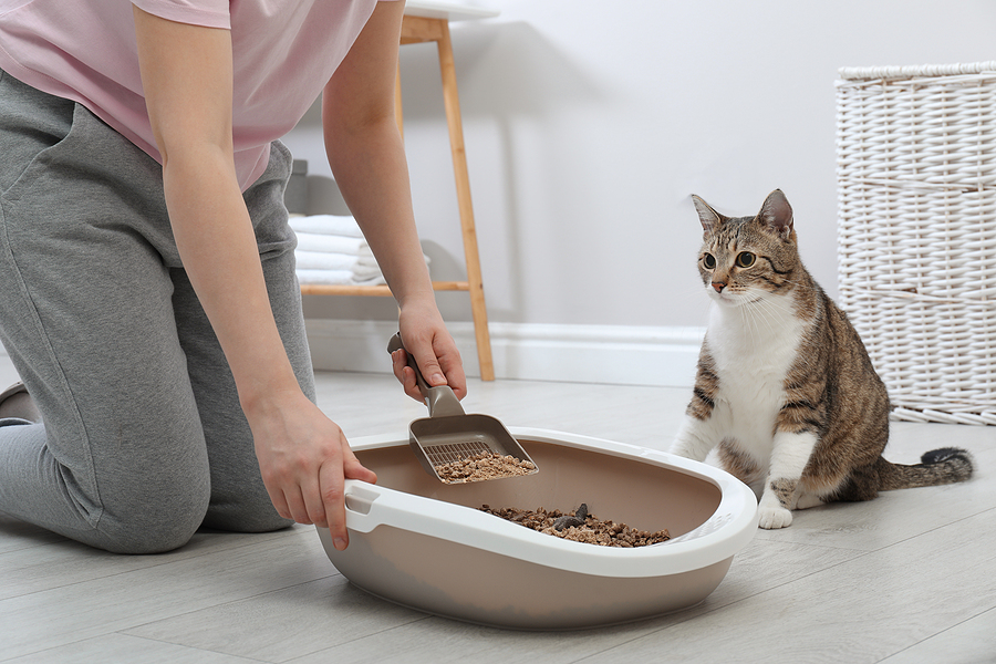 Cat Litter Boxes Market