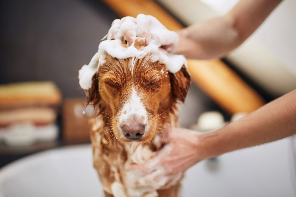 Pet Bathing Supplies Market