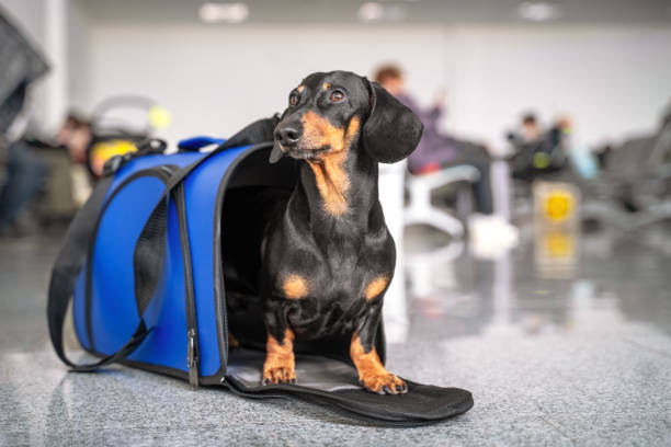 Pet Travel Services Market