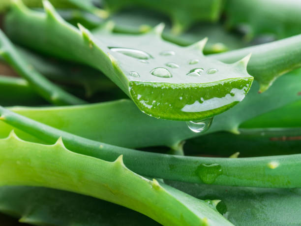 Aloe Vera Gel Market