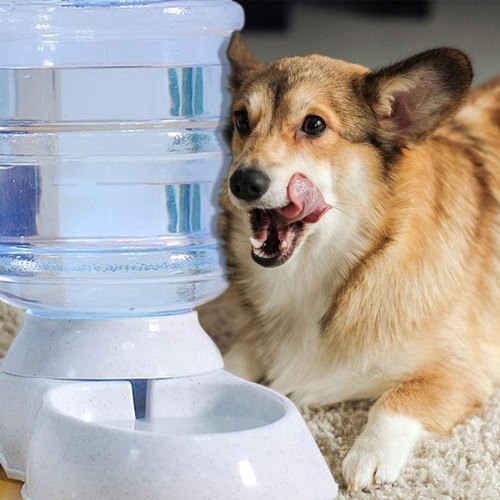 Pet Water Dispenser Market