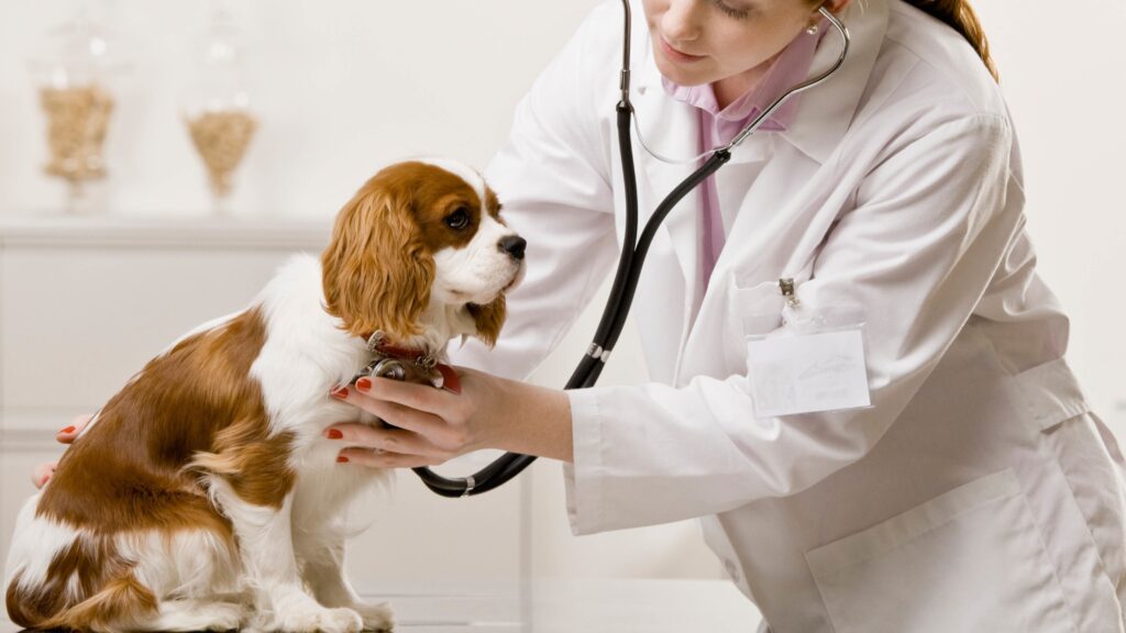 Animal Wound Care Market