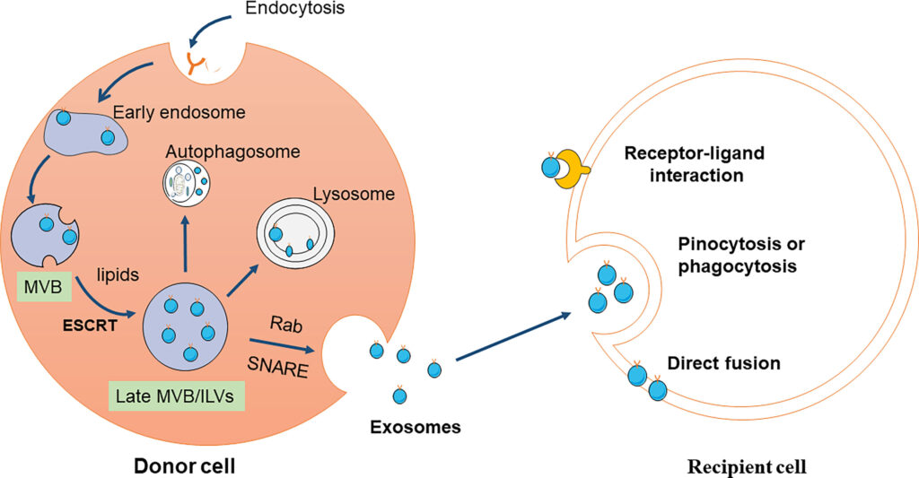 Exosomes Diagnostic and Therapeutic Market