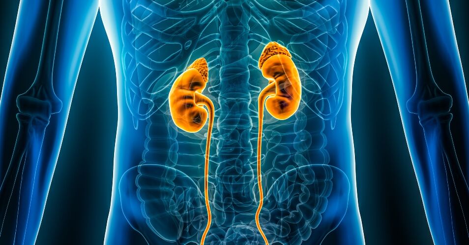 Global IgA Nephropathy Industry