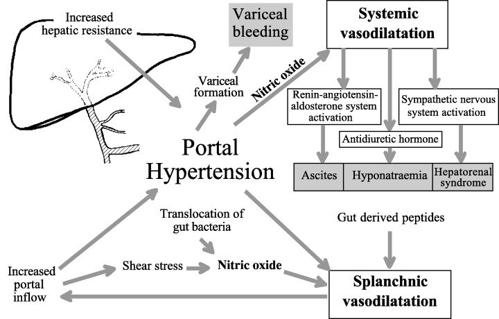 Portal Hypertension Management Market