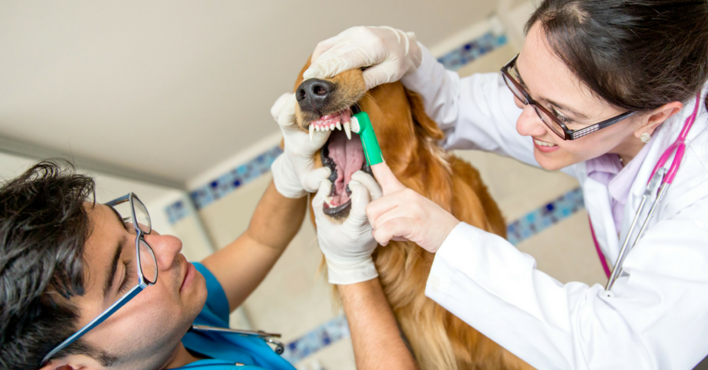 Veterinary Dental Equipment Market