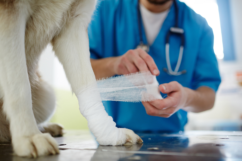 Animal Wound Care Market