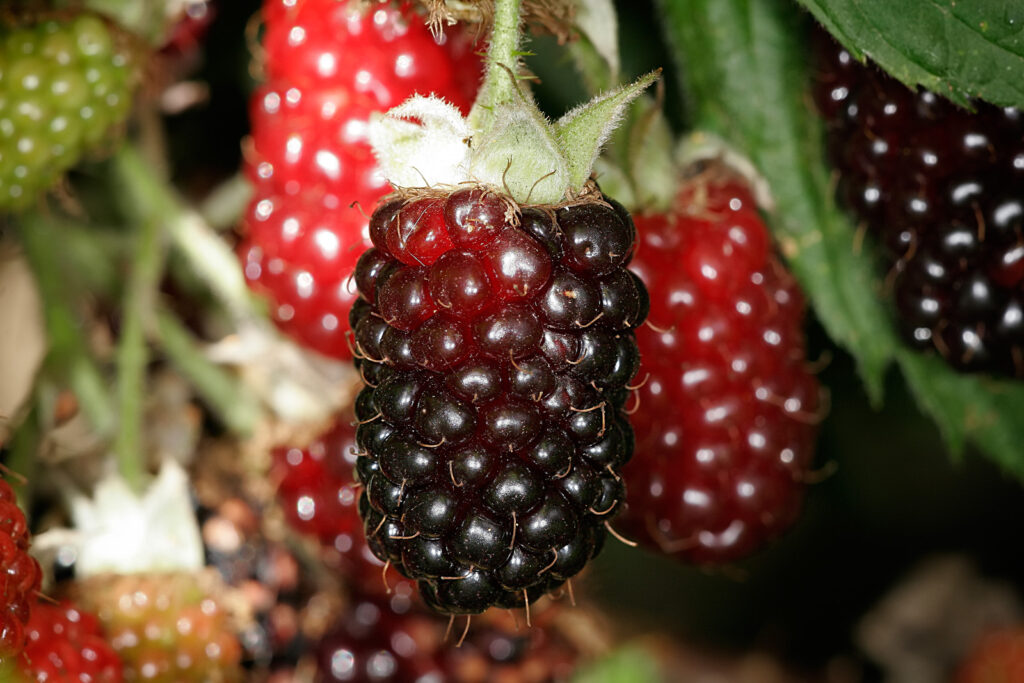 Boysenberry market