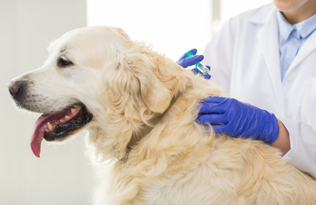 Canine Flu Therapeutics Market