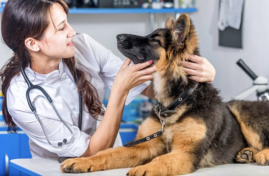 Companion Animal Specialty Drugs