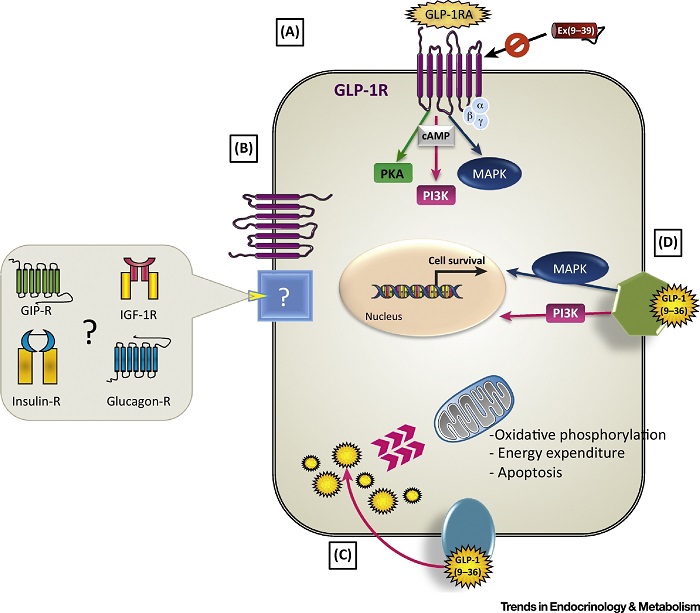 GLP-1 Receptor Agonist Market