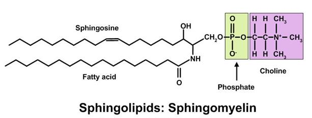 Global Sphingolipids Market