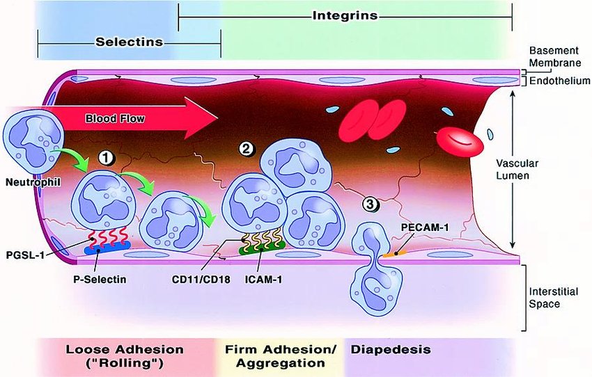 Leukocyte Adhesion Deficiency Management Market