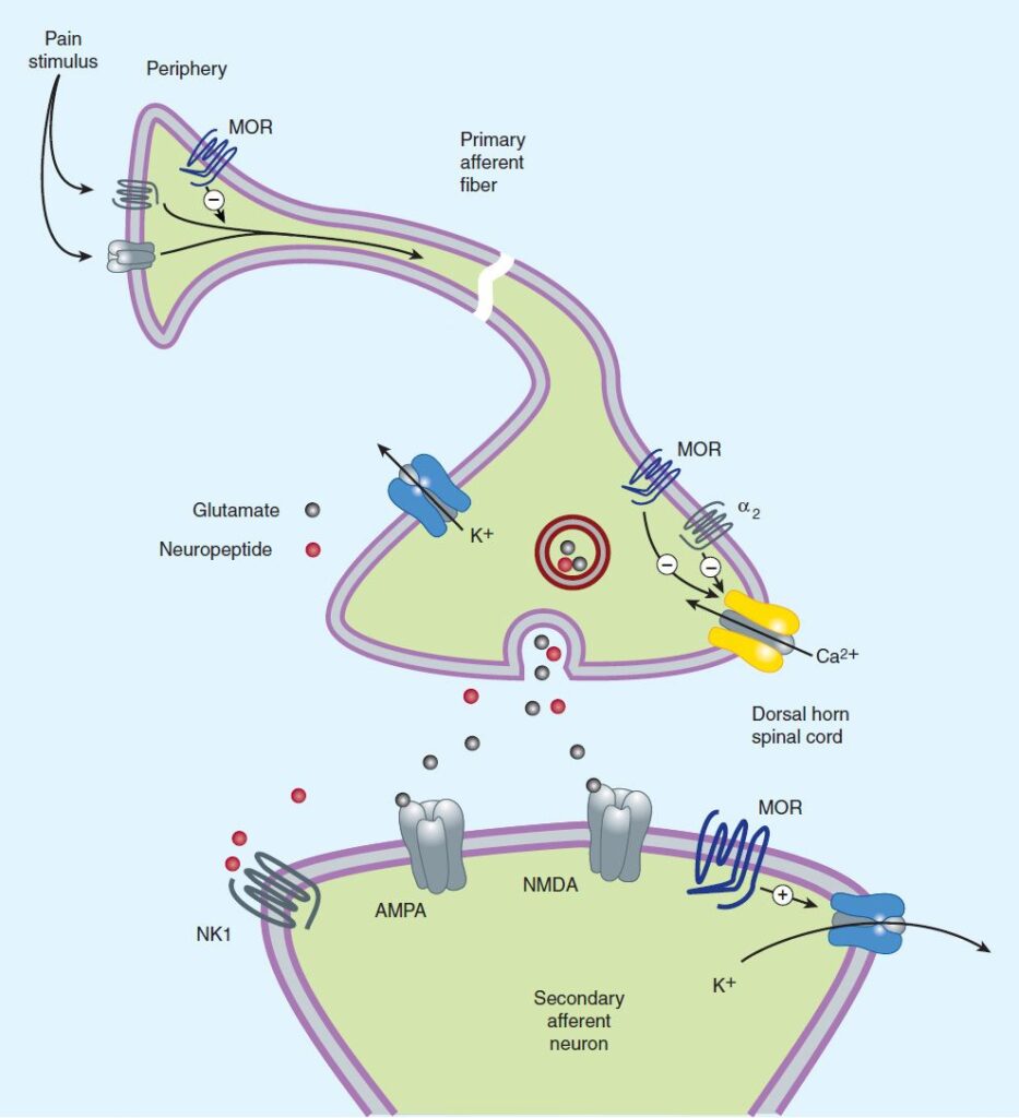 Opioid Analgesics Market